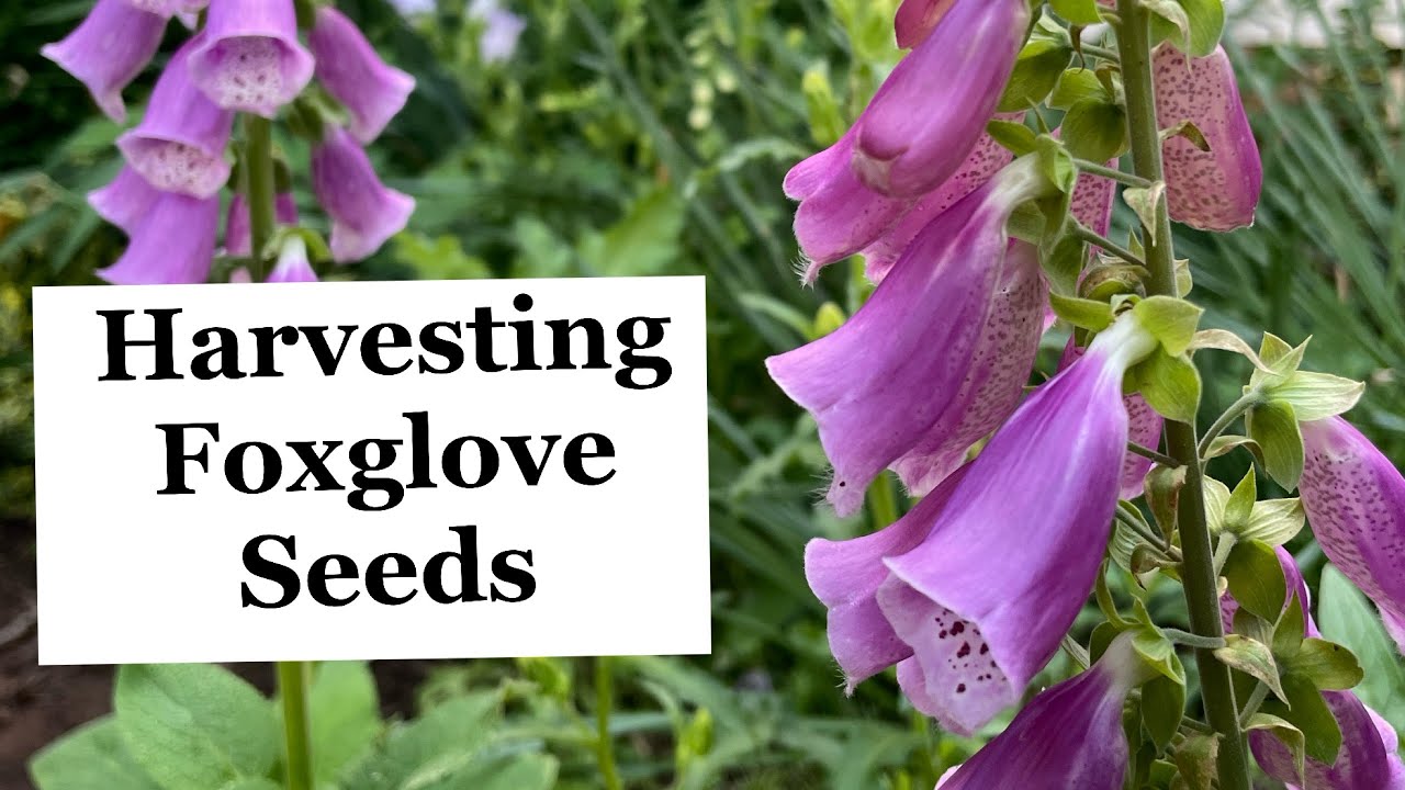 How to Harvest Foxglove Seeds How to Harvest Foxglove Seeds