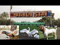 India biggest Duck at Pathan farm Ahmedabad Farm having Muscovy Duck, Aseel chicken, Not for sale