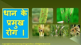 धान के प्रमुख रोग Major diseases of paddy