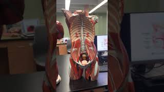 Lymphatic Structures on Torso Models with Dr. Masi