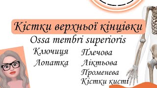 Кістки верхньої кінцівки (ossa membri superioris).