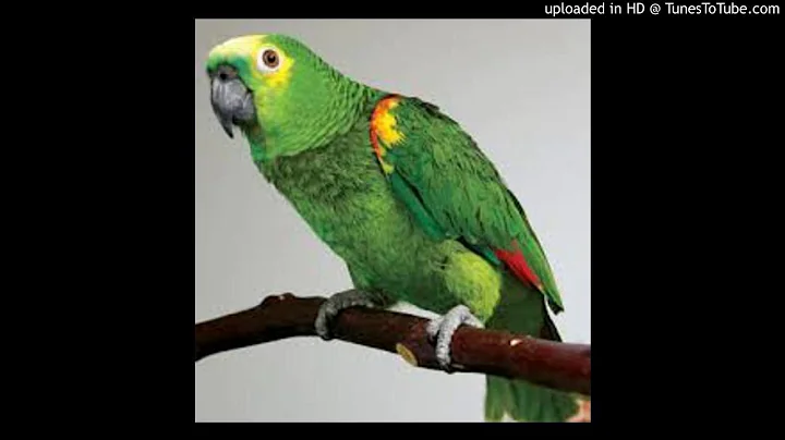 Lord Cristo - Dumb Boy And The Parrot