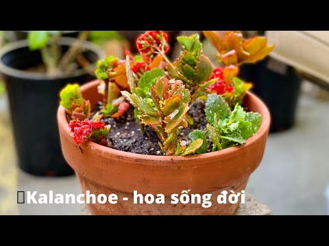 Video: Flaming Katy Kalanchoe - Cách trồng cây Flaming Katy