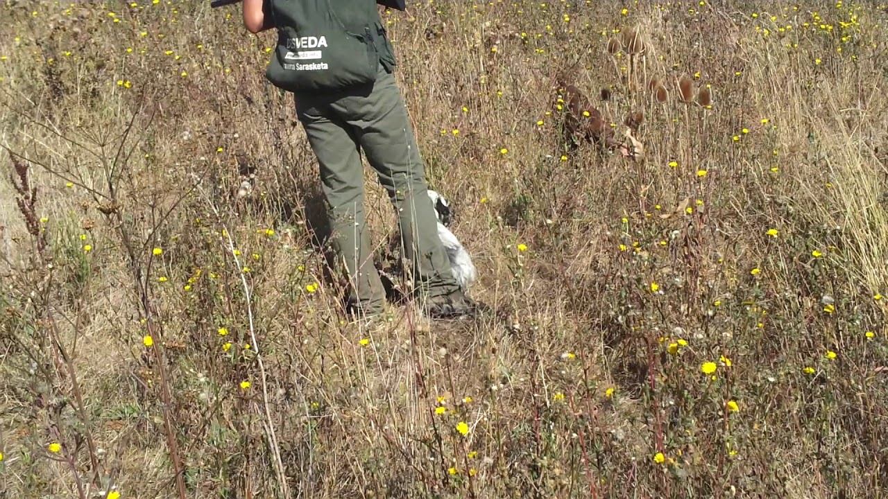 Cazando codornices en Burgos