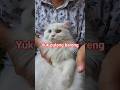 #cat #catshorts #catsofinstagram #catsoftiktok #pawparents #catvideos #kucing #videokucing #cats