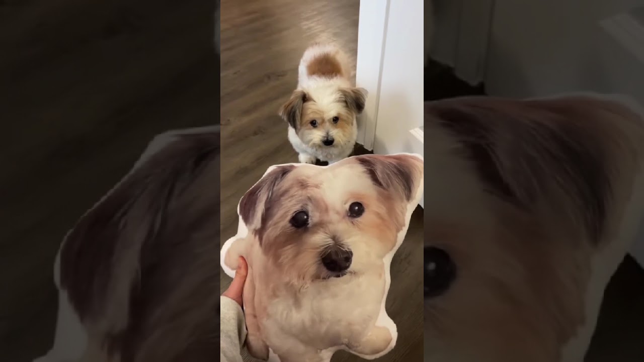 Turn Your Pet Into a Cuddly Pillow 🐶💖 | Buy 2 Get 1 FREE + Free Shipping!