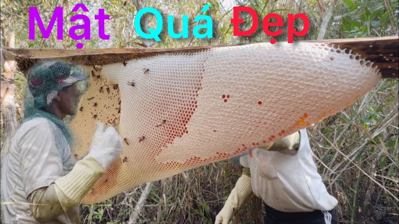 Tiếp tục một ngày vào rừng thu hoạch mật ong được nhiều tổ bầu mật đẹp khủng / hơn 40 lít mật quá đã