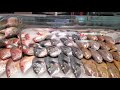 Walking tour of canadian fish store  ms vlogger canada 