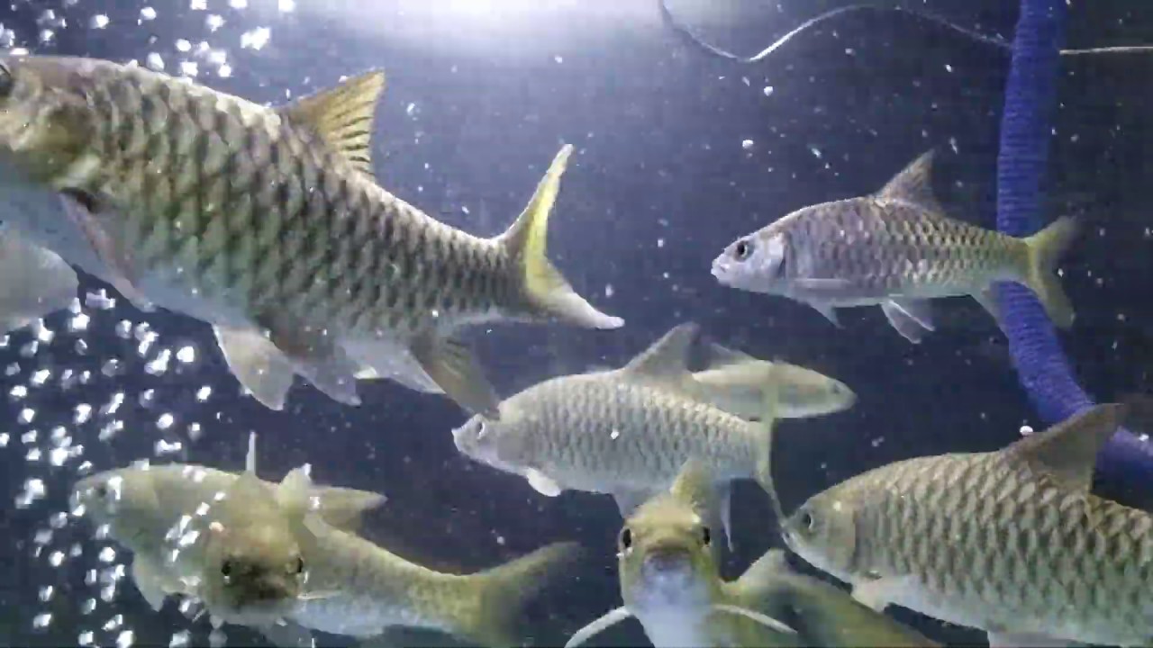 Aquarium Ikan Mahseer alias ikan soro atau ikan dewa hasil 