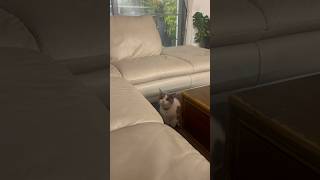 Omg this cat is crazy 😱