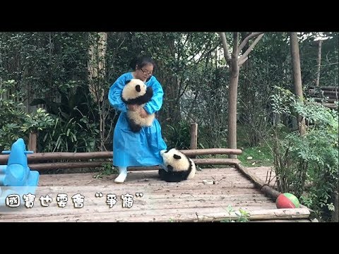 《熊貓早晚安》國寶也要會“爭寵”| iPanda