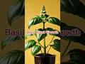 “Basil Plant Growth | Seed to Flower Timelapse”#basil #basilplant #plantgrowth
