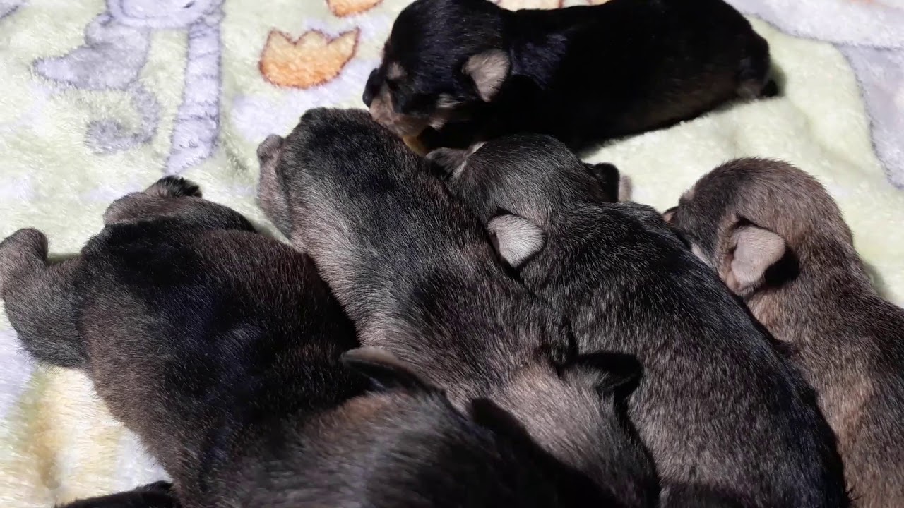 Cachorros Schnauzer Miniatura Color Plata Sal Y Pimienta Negro Con Plata 15 Dias De Nacidos Youtube
