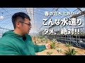 【アガベ】冬から春にかけての"水遣り"はコレに注意してください!!