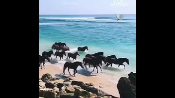 إِنَّ ٱللَّهَ وَمَلَٰٓئِكَتَهُۥ يُصَلُّونَ عَلَى ٱلنَّبِىِّ - سورة الأحزاب - Surat Al-Ahzab