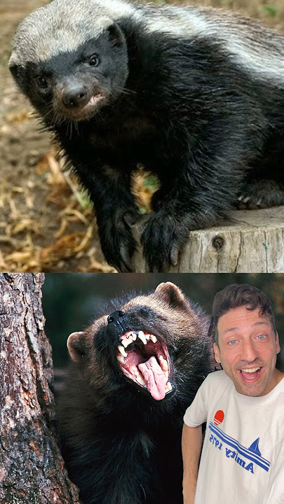 Honey Badger Vs. Wolverine