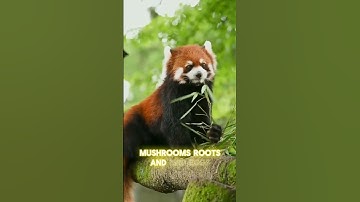 The tail as a pillow- Red panda #wildlife #animals #facts #viral #video