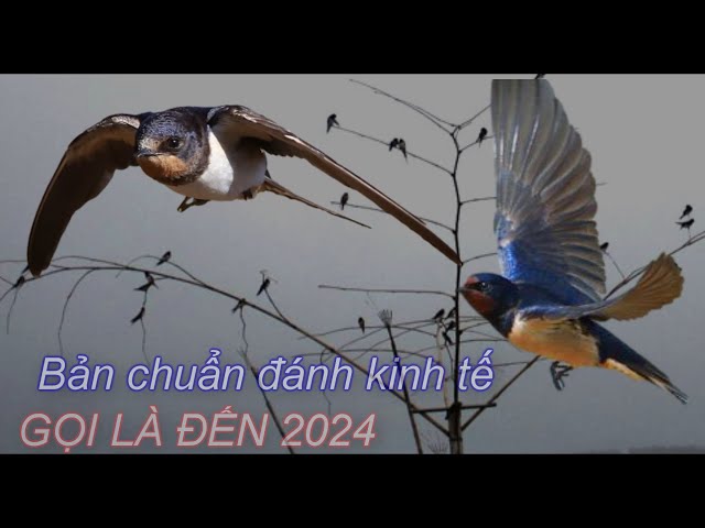 Tiếng Bẫy Chim Én ( Nhạn ) Tiếng Gọi Bầy 2024 - Tiếng én chuẩn Bẫy lưới đánh Nhựa Kinh Tế Chuẩn - class=