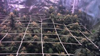 Week 6 of nutrient grow off!!