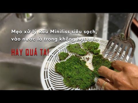 Video Mẹo xử lý Rêu Minifiss Siêu Sạch, vào nước trong không... - youtube