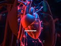 दिल बिना रुके कैसे धड़कता है? ❤️ | Heart Beats Without Stopping Explained