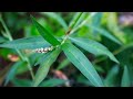 Why You Shouldn’t Pull All Your Smartweed | The Hidden Benefits of Smartweed in Organic Gardening