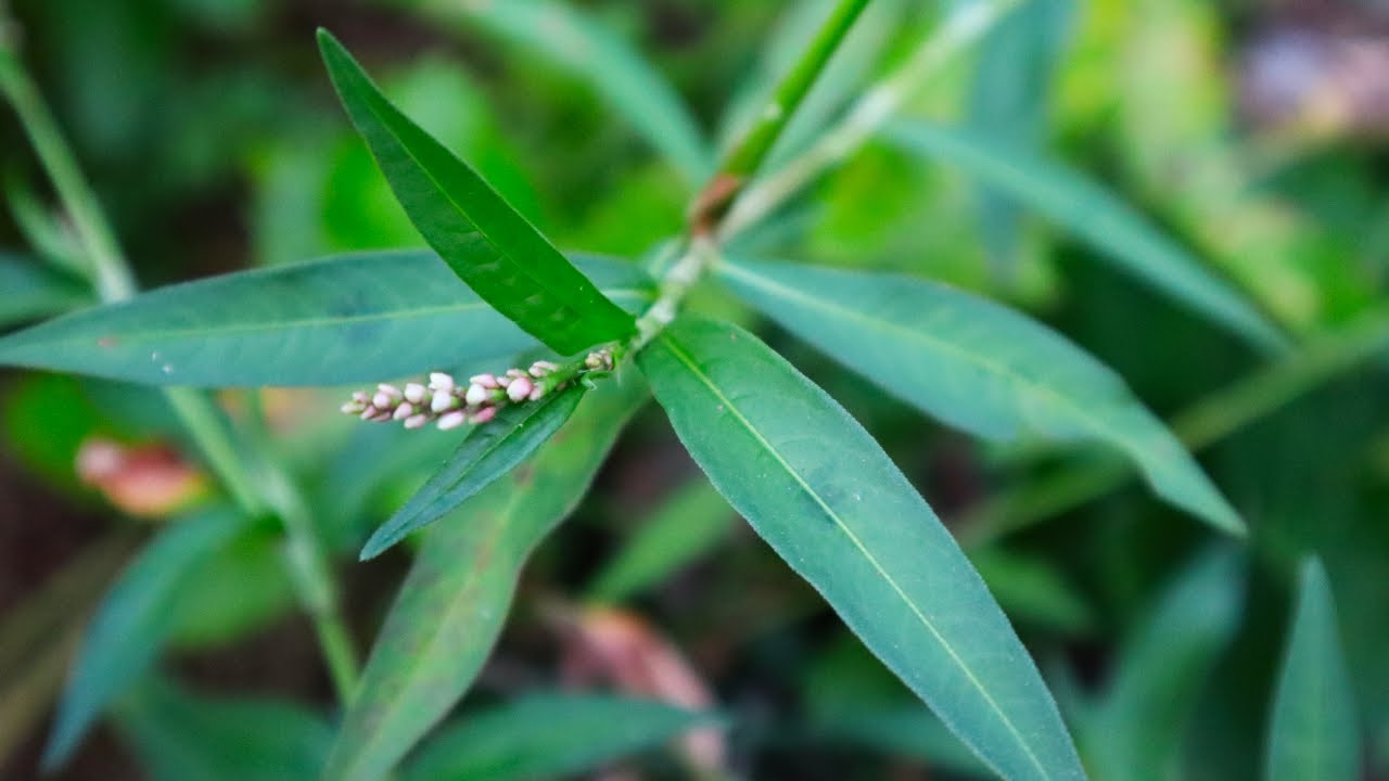Why You Shouldn’t Pull All Your Smartweed | The Hidden Benefits of Smartweed in Organic Gardening