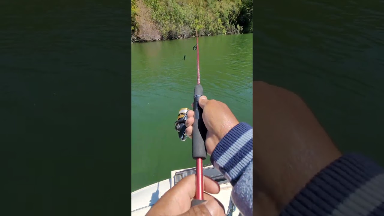 Pescando en silverwood lake, pesca y liberacion,  (@mysonandIfishin) #bassfishing