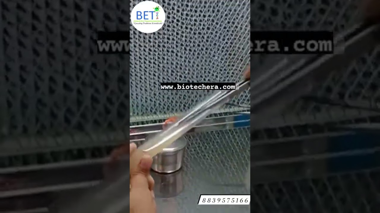 How to make Seeds of Mushroom by Tissue Culture of Mushroom fruit body | BETi Mushroom Spawn |Seed |