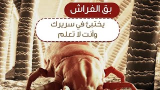 هل تعرف ما هو بق الفراش؟ وأين يتواجد؟ هل يعرض صحتك للخطر؟ تعرف على أهم المعلومات من خلال هذا الفيديو