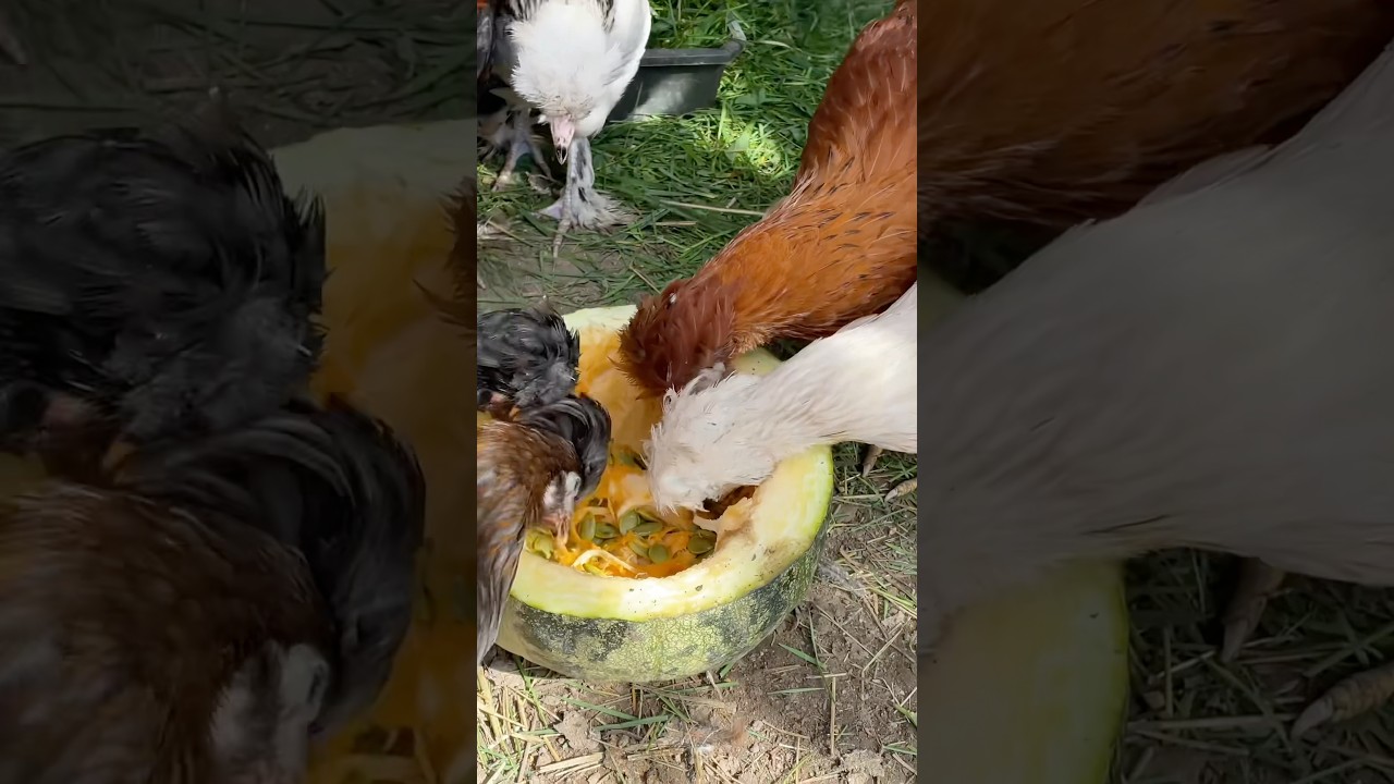 🐔 КУРЫ НА ДАЧЕ/ ГОЛЫЕ СЕМЕЧКИ 🎃