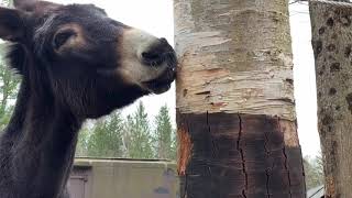 Her Bite Is Worse On The Bark.