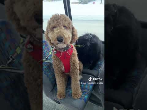 Dogs getting on a bus