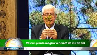 Vascul, planta magica, venerata de mii de ani 12 12 2019
