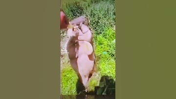 The ultimate gopher fight #shorts #reaction #tiktok #youtube