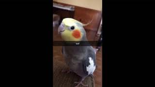 Old Birb Meme For My Brother