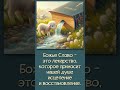 БОЖЬЕ СЛОВО - ЭТО ЛЕКАРСТВО , КОТОРОЕ ПРИНОСИТ НАШЕЙ ДУШЕ ИСЦЕЛЕНИЕ И ВОССТАНОВЛЕНИЕ  … 25.10.2025