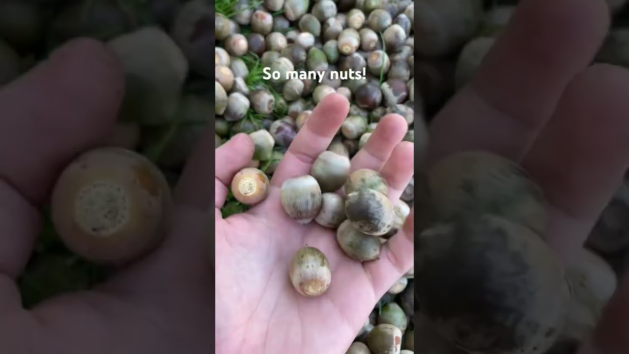 So many nuts! 