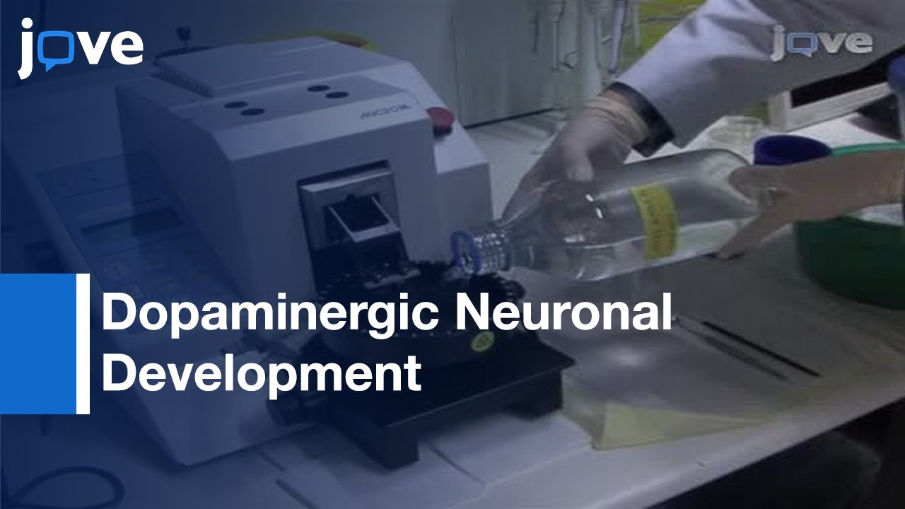 Organotypic Slice Cultures: Embryonic Ventral Midbrain-System l Protocol Preview