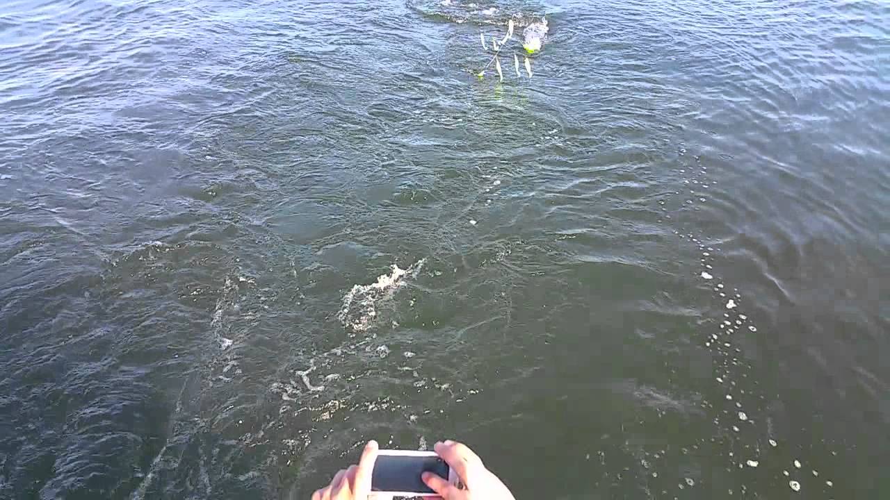 Opening Day Rockfish Season 2016 Ron YouTube