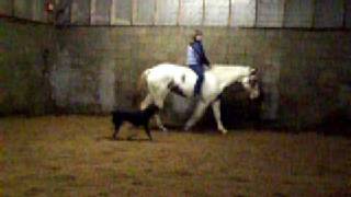 Riding Fancy Bridleless Saddleless