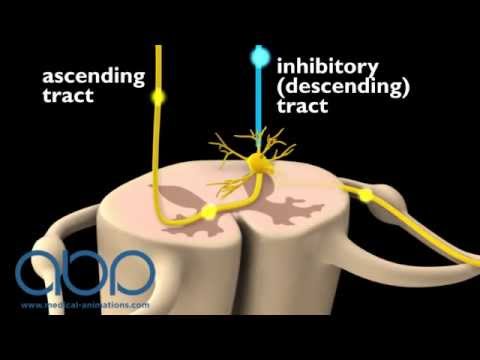 Pain Perception - Neuron passage - YouTube