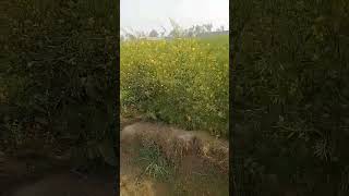 Sersun Ka Poda H Yeh