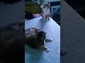 오빠 후드려패는 동생 냥이