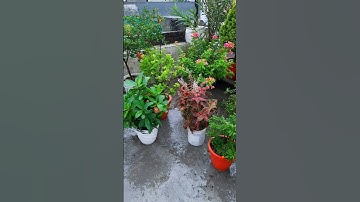 terrace garden overview part 35 |  #gardening#terracegarden #flowers #plants #nature