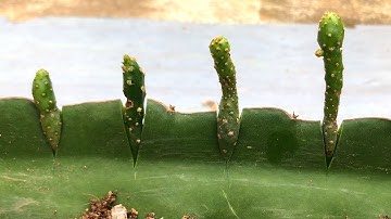 Grafting cactus to dragon tree | Garden secret