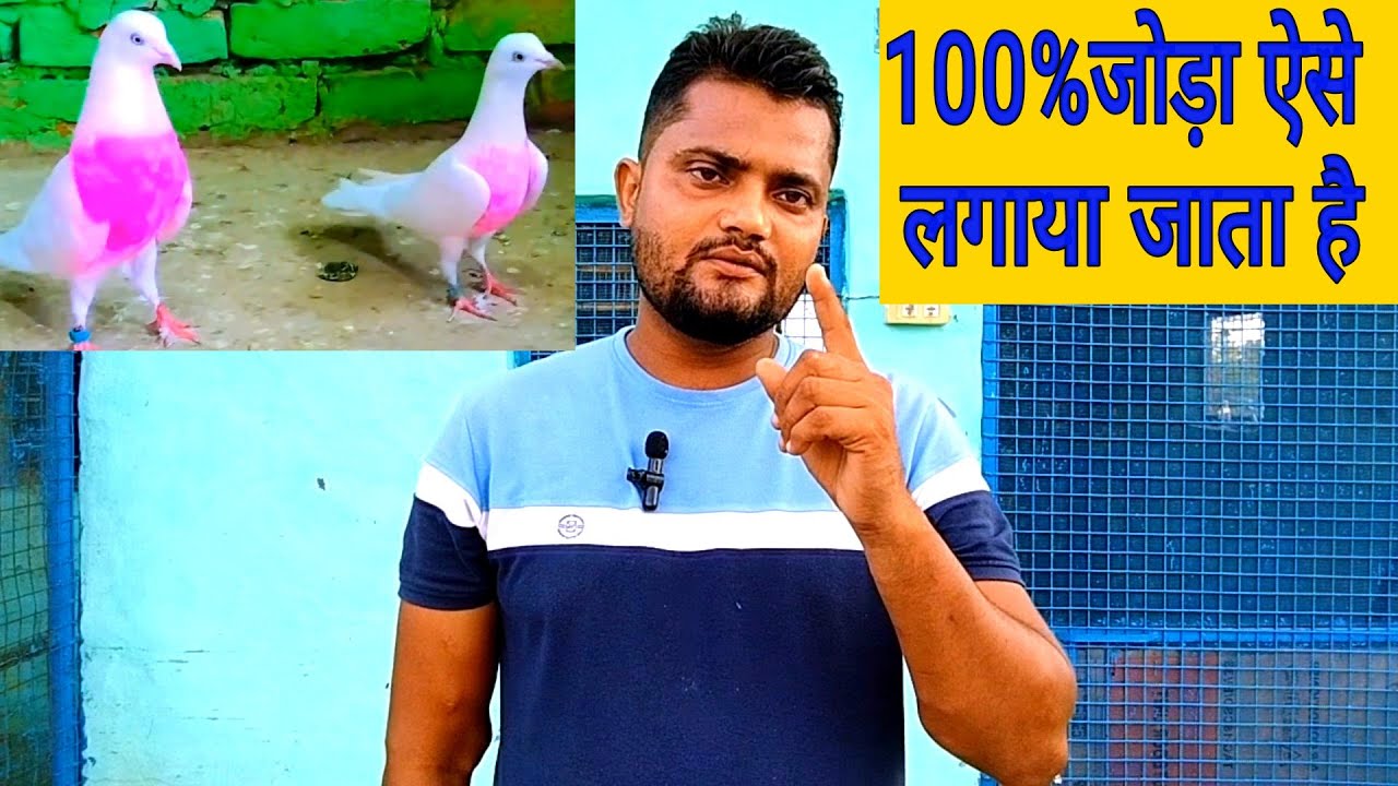 100% जोड़ा लगाने का सही तरीका ।। कबूतर का जोड़ा कैसे लगाए ।।
