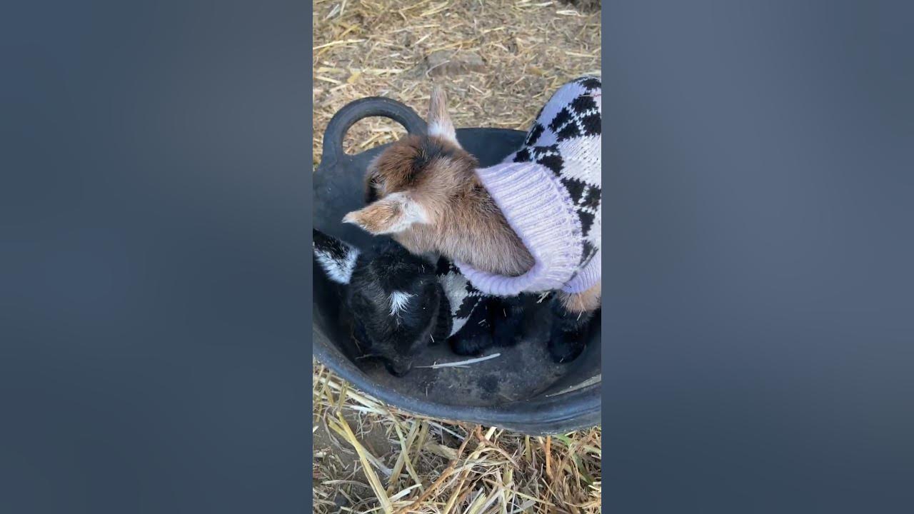 PYGMY GOATS IN COATS shorts YouTube