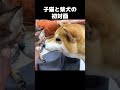 子猫と柴犬が初めて顔を合わせるとこうなります…　#shorts