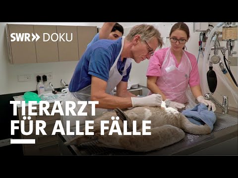 Video: Wenn das eigene Haustier eines Tierarztes operiert wird, sorgt es sich bestimmt